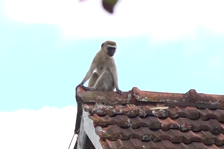 A velvet monkey on the roof of a house in Kihumbu-ini, Gatanga, Murang'a County.