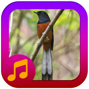 Download Masteran Suara Burung Murai Batu For PC Windows and Mac