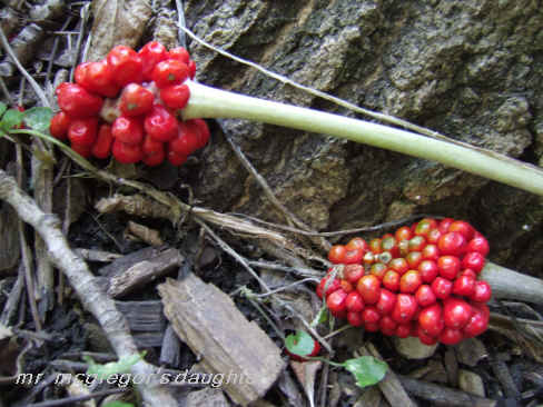 Beautiful Berries