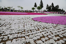 羊山公園　芝桜