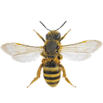 Bee Apk