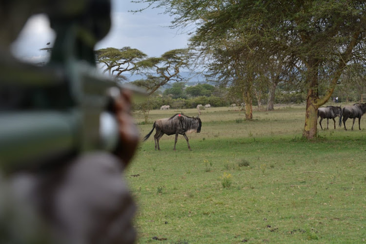 A wildebeest during the ongoing mass capture and translocation of various herbivorous species at Olmorogi ranch in Naivasha on April 9, 2024.