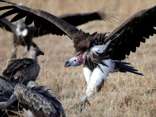 Twenty critically endangered vultures have died at near the World Famous Maasai Mara National Reserve from poisoning. / REUTERS