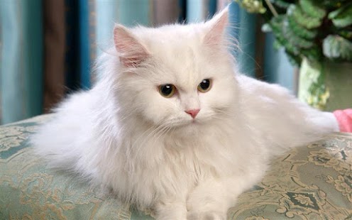 How to download Cat Wallpapers HD patch 2.0 apk for bluestacks
