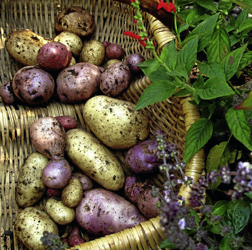 Organic gardening all starts with the healthy soil, says Jane Griffiths.