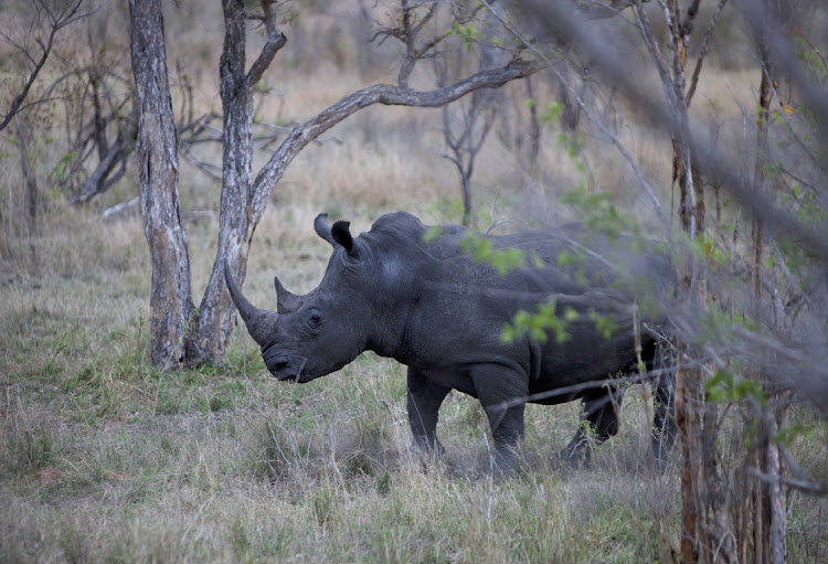 KwaZulu-Natal bore the brunt of rhino poaching in 2023. File photo.