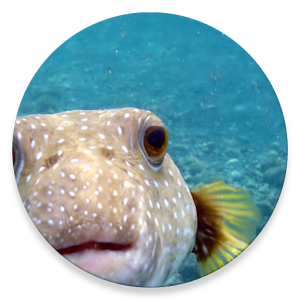 Download Tropical Fish Encyclopedia For PC Windows and Mac