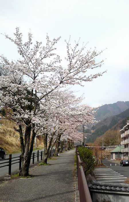 散歩途中の桜が満開