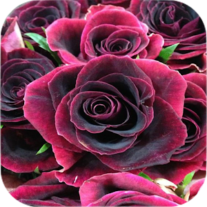Download Roses Wallpapers For PC Windows and Mac