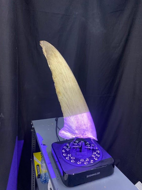 A Blue Shark fin being 3D laser scanned.