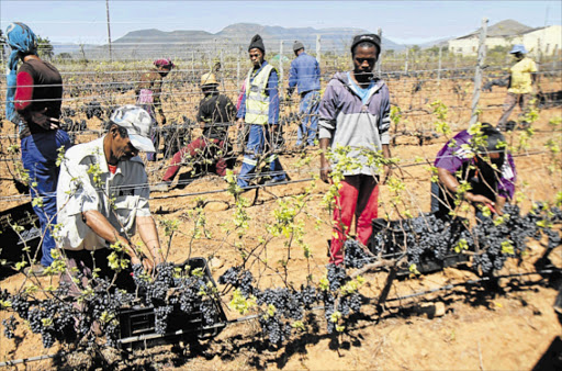 HARVEST TIME: More than 100 residents of Shiloh in Whittlesea were given a one-day employment opportunity at the Mayime Primary Agricultural Cooperative vineyard to harvest 7ha of grapes Picture: TEMBILE SGQOLANA