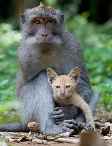 monkey adopts a kitten