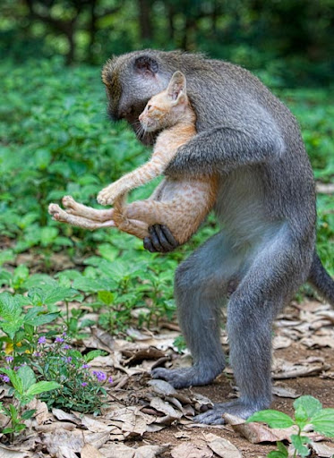 monkey adopts a kitten