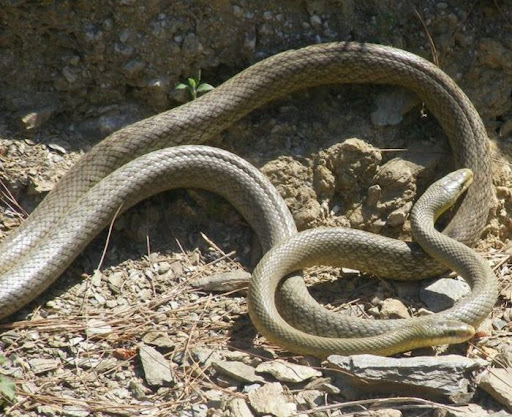 Snakes having sex 8