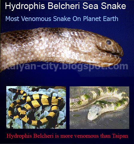 belcher sea snake