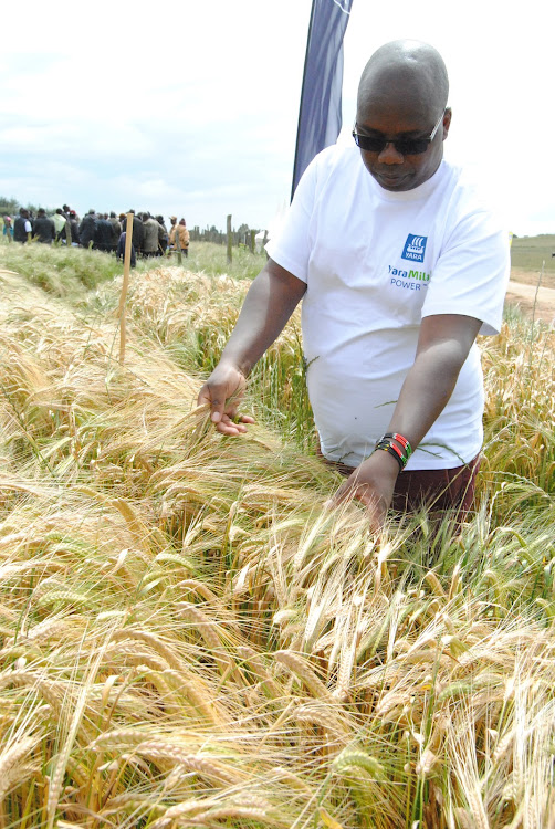 Meshack Rotich, commercial manager of Yara Kenya, in one of the wheat farms in Olkurto area of Narok county.