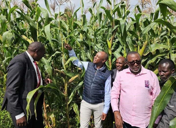 Agriculture CS Mithika Linturi inspects a maize farm in Kiplombe, Uasin Gishu county