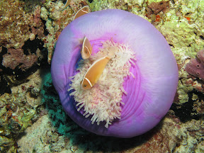 Anémone et poissons clown