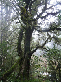 Forêt de lichens