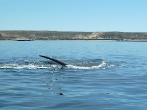 Baleine franche