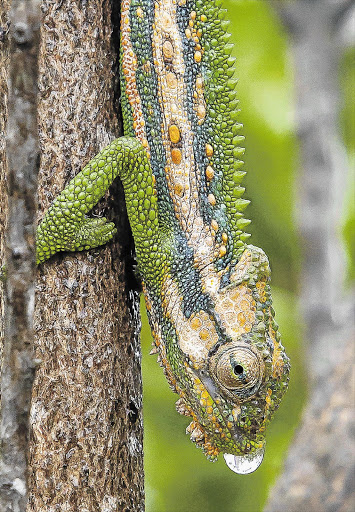 A study has found the Cape dwarf chameleon (Bradypodion pumilum) originates from the Western Cape