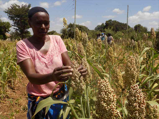 Mary Mathuri a farmer from Makueini County has turned to drought resistant crops which are high yielding unlike maize and bean crops.
