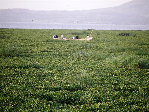 A mass of water Hyacinth weeds in Lake Victoria. FILE