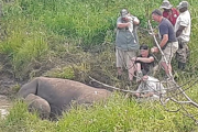 A 22-year-old female rhino in KwaZulu-Natal died three days after a suspected snake bite, leaving behind a two-month-old calf.