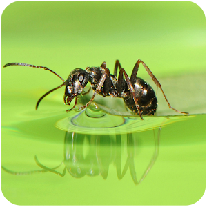 Download Ant Live Wallpaper For PC Windows and Mac
