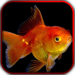 3D Fishes Video Live Wallpaper Apk
