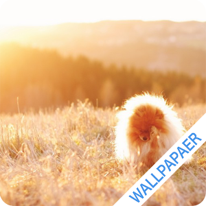 Download Walllpaper For PC Windows and Mac
