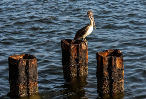 A pelican at Havana harbour. Cuban experts inform that in the last decade the pollution in the Havana bay has been reduced from 50% to 60%, which led to the return of fish, pelicans and other species that had practically disappeared.