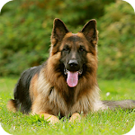 German Shepherd Wallpaper Apk