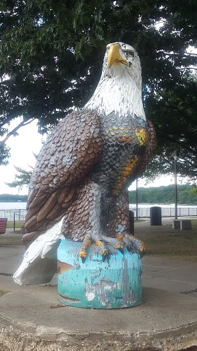 Burlington's Bald Eagle