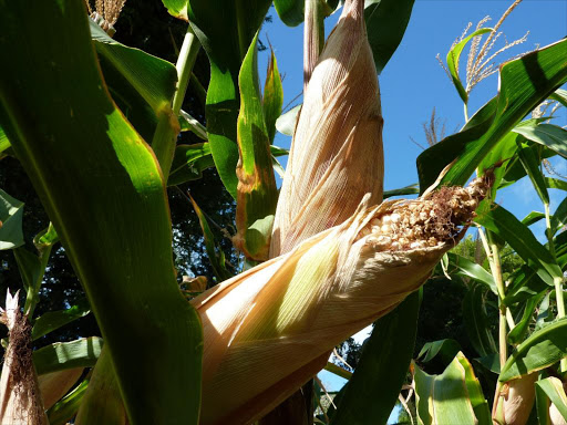 "Zimbabwe has since 2001 been importing maize to meet domestic demand of 1.8 million tonnes, blamed in part on seizures of white-owned farms by the government of President Robert Mugabe that hit commercial agriculture production." /FILE