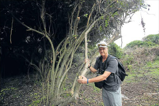 CUSTODIAN: East London scientist Kevin Cole shows parts of the Inkberry and invasive trees thay were cut off. Gonubie residents took matters into their own hands to clear the bushes they say are a haven for thieves Picture: SINO MAJANGAZA