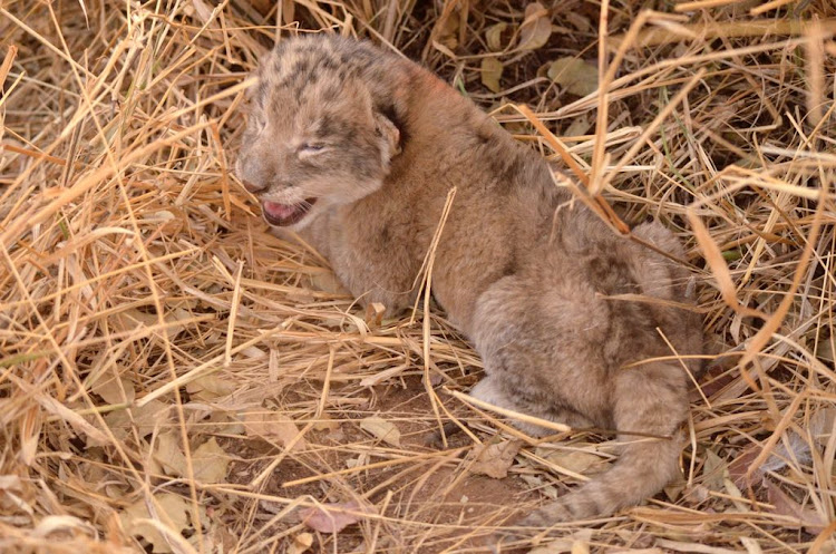 These are the first lion cubs to be born by means of artificial insemination‚ according to a team of scientists from the University of Pretoria.