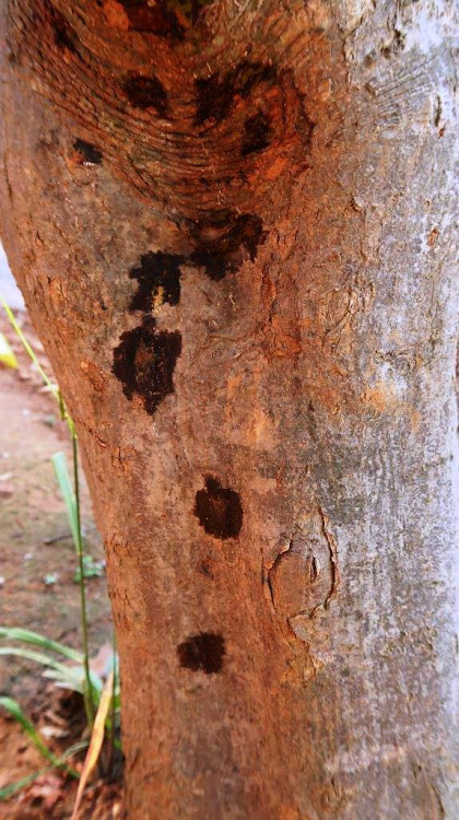 Stained bark is a symptom of shot hole borer infestation.