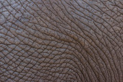 Close-up of elephant skin. 