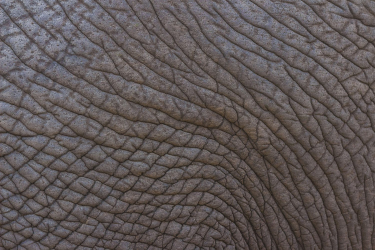 Close-up of elephant skin.