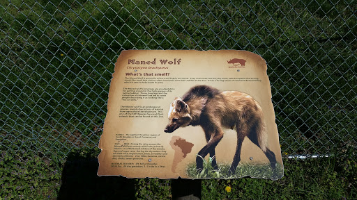 Maned Wolf