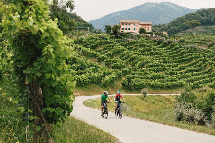 Riding from Prosecco to the Sea Saddle Skedaddle Vineyards.