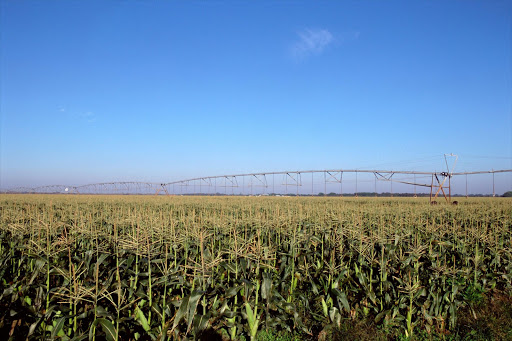 A maizefield farm. File photo