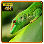 Wallpapers Macro 4K UHD Apk