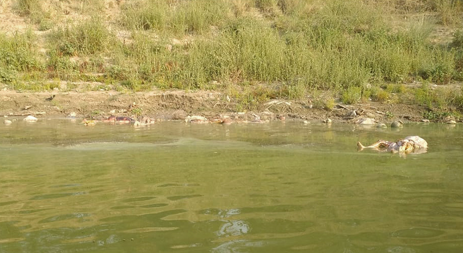 Residents of Bihar’s Chausa village say bodies floating in Ganga were dumped there itself