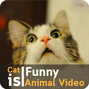 Download Cat is funny animal For PC Windows and Mac