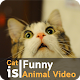 Download Cat is funny animal For PC Windows and Mac 1.0