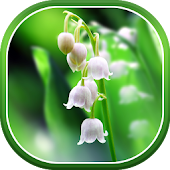 Lily of The Valley Wallpaper