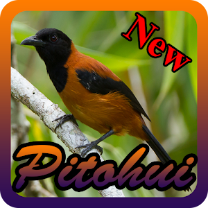 Download Kicau Burung Pitohui For PC Windows and Mac