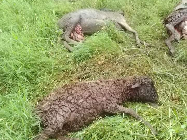 Some of the ten sheep killed in the Kitengela home on May 2, 2024.